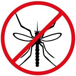 mosquito malaria